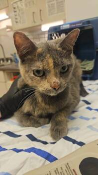 Opal -  Domestic Short Hair Cat for Adoption in South Bend, Indiana - Opal | PetCurious
