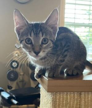 Rescue Domestic Short Hair Cats for Adoption in Magnolia, Texas - Dawn | PetCurious