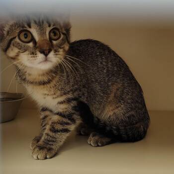 Bashful -  Domestic Short Hair Cat for Adoption in South Elgin, Illinois - Bashful | PetCurious