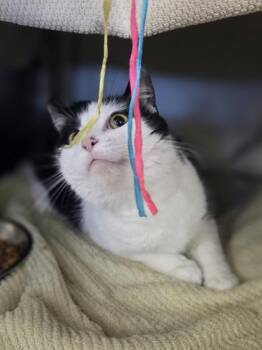 Buttons -  Domestic Short Hair Cat for Adoption in Westland, Michigan - Buttons | PetCurious