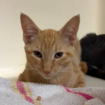 Donuts -  Domestic Short Hair Cat for Adoption in Harrisonburg, Virginia - Donuts | PetCurious