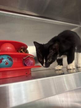 Suzie -  Domestic Short Hair Cat for Adoption in Hilton Head Island, South Carolina - Suzie | PetCurious
