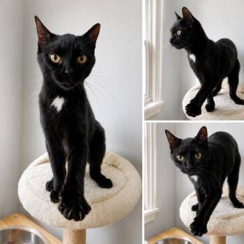 Pyrrha -  Domestic Short Hair Cat for Adoption in La Grange, Kentucky - Pyrrha | PetCurious