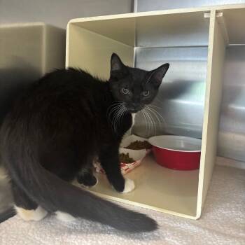 Chad -  Domestic Short Hair Cat for Adoption in Newark, New Jersey - Chad | PetCurious