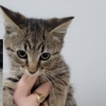 Rescue Domestic Short Hair Cats for Adoption in Washington, District Of Columbia - Susan Kittens: Tina (fka Kitten 4) | PetCurious