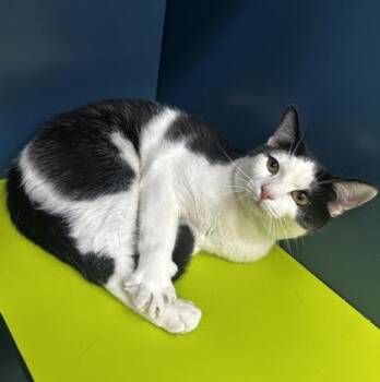 Domestic Short Hair Cats Available for Adoption in Wilkesboro, North Carolina - Amos | PetCurious