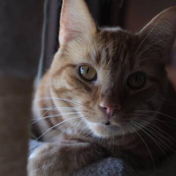 Lou -  Domestic Short Hair Cat for Adoption - Lou | PetCurious