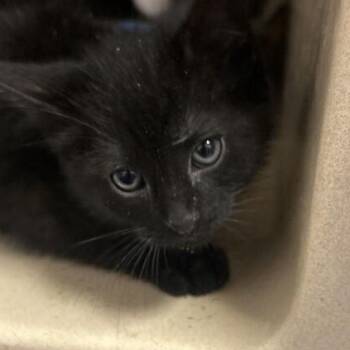 Ash -  Domestic Short Hair Cat for Adoption in Elyria, Ohio - Ash | PetCurious