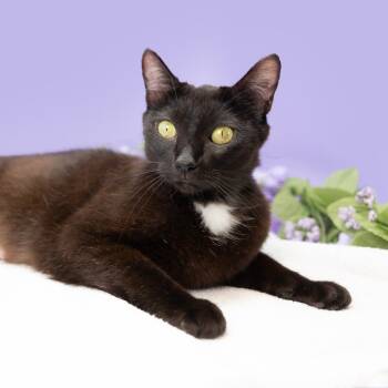 Rescue Domestic Short Hair Cats for Adoption in Durham, North Carolina - Cassiopeia | PetCurious