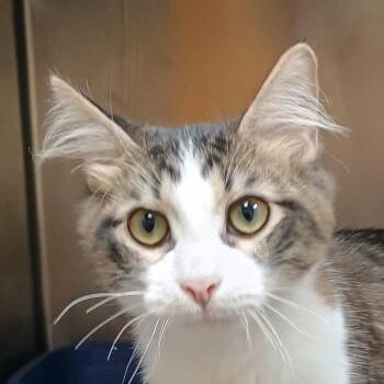 Boxton -  Domestic Medium Hair Cat for Adoption in Palestine, Texas - Boxton | PetCurious