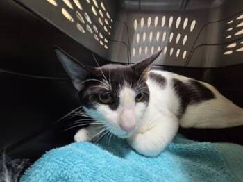 Domestic Short Hair Cats Available for Adoption in Honolulu, Hawaii - Handsome | PetCurious