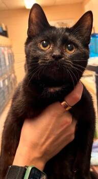 Hamilton -  Domestic Short Hair Cat for Adoption in Lima, Ohio - Hamilton | PetCurious