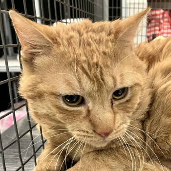 Nacho -  Domestic Short Hair Cat for Adoption in Las Cruces, New Mexico - Nacho | PetCurious