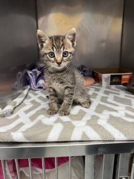 Rescue Domestic Short Hair Cats for Adoption in Torrance, California - Jacob | PetCurious