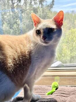 Domestic Short Hair Cats Available for Adoption in Westminster, Maryland - GUNNAR | PetCurious