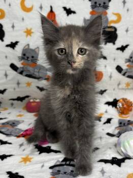 261489  Miranda -  Domestic Medium Hair Cat for Adoption in Wetumpka, Alabama - 261489  Miranda | PetCurious