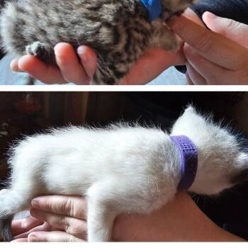 BK4/Kanta- purple collar -  Domestic Short Hair Cat for Adoption in Coos Bay, Oregon - BK4/Kanta- Purple Collar | PetCurious