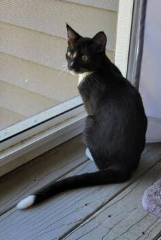 Domestic Short Hair Cats Available for Adoption in King William, Virginia - Checkers | PetCurious