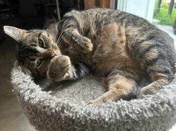 Rescue Tabby Cats for Adoption in Lenexa, Kansas - Ana | PetCurious