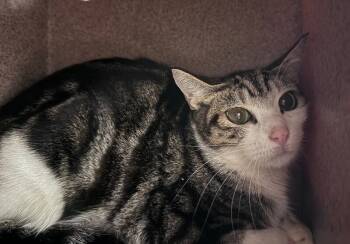 Rescue Domestic Short Hair Cats for Adoption in Disputanta, Virginia - Ginger | PetCurious