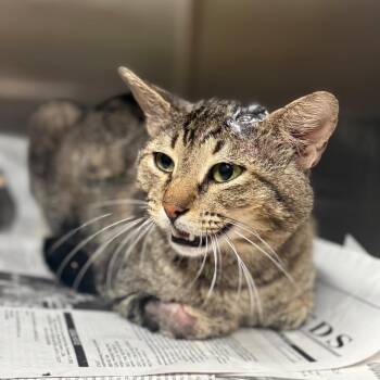 Domestic Short Hair Cats Available for Adoption in Pauls Valley, Oklahoma - Krusty Krab | PetCurious