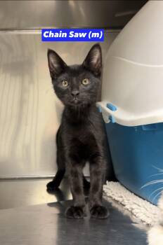 Chain Saw -  Domestic Short Hair and Bombay Cat for Adoption in Montville, New Jersey - Chain Saw | PetCurious
