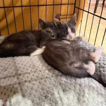 Margaret -  Domestic Short Hair Cat for Adoption in Los Angeles, California - Margaret | PetCurious