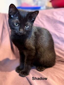 Rescue Domestic Short Hair Cats for Adoption in Knoxville, Tennessee - Shadow | PetCurious