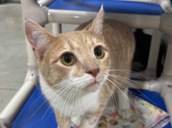 Wade -  Tabby Cat for Adoption in Powell, Ohio - Wade | PetCurious