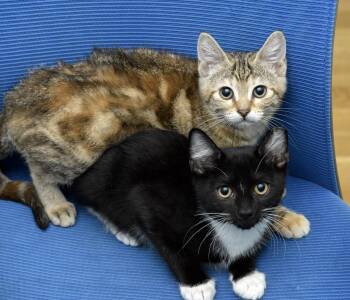 Smackaroo and Cinnamon Toast Crunch -  Domestic Short Hair Cat for Adoption in Seattle, Washington - Smackaroo And Cinnamon Toast Crunch | PetCurious