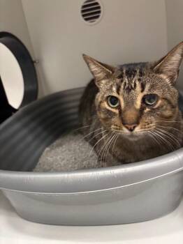 Rescue Domestic Short Hair Cats for Adoption in Frankfort, Kentucky - Anderson | PetCurious