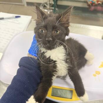 108664 -  Domestic Short Hair Cat for Adoption in Las Cruces, New Mexico - 108664 | PetCurious