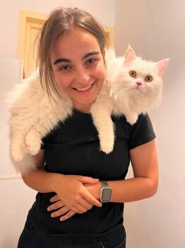 Dutchesse- super gentle & cuddly -  Turkish Angora and Maine Coon Cat for Adoption in Brampton, Ontario - Dutchesse- Super Gentle & Cuddly | PetCurious