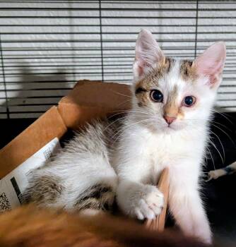 Bingus -  Domestic Short Hair Cat for Adoption in Little Falls, Minnesota - Bingus | PetCurious