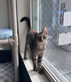 Hemlock -  Domestic Short Hair Cat for Adoption in Altoona, Pennsylvania - Hemlock | PetCurious