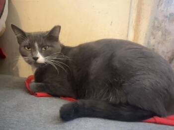 Rescue Domestic Short Hair Cats for Adoption in Inglewood, California - Azalea | PetCurious