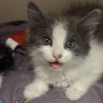 Claire -  Domestic Medium Hair Cat for Adoption in Fresno, California - Claire | PetCurious