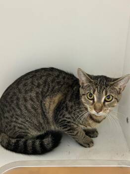 26-379 Chilly -  Domestic Short Hair Cat for Adoption in Tarboro, North Carolina - 26-379 Chilly | PetCurious