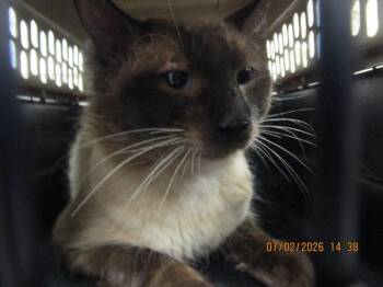 (686) -  Domestic Short Hair Cat for Adoption in Marietta, Georgia - (686) | PetCurious