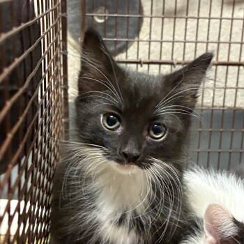 HSOY-Stray-130788_2 -  Domestic Short Hair Cat for Adoption in Yuma, Arizona - HSOY-Stray-130788_2 | PetCurious