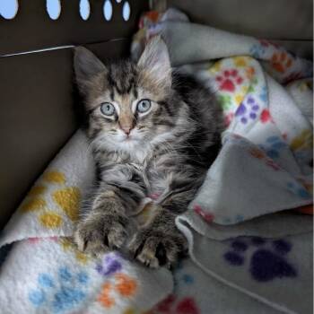 Siracha -  Domestic Medium Hair Cat for Adoption in Marysville, Ohio - Siracha | PetCurious