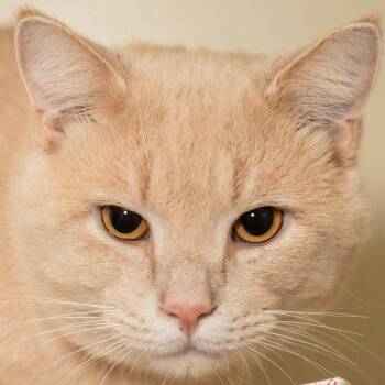 Queso Blanco -  Domestic Short Hair Cat for Adoption in Victor, New York - Queso Blanco | PetCurious