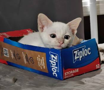 Kitten Idris -  Domestic Short Hair and Siamese Cat for Adoption in Seal Beach, California - Kitten Idris | PetCurious
