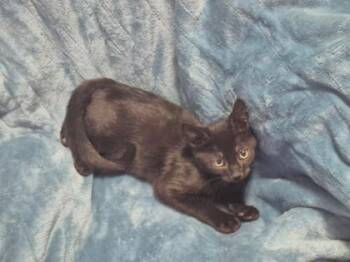 Randall -  Domestic Short Hair Cat for Adoption in Fort Worth, Texas - Randall | PetCurious