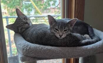 Lil Latte and Tigru -  Domestic Short Hair Cat for Adoption in Blaine, Minnesota - Lil Latte And Tigru | PetCurious