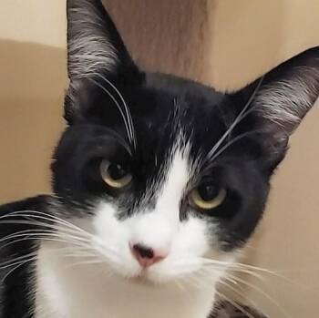 Domestic Short Hair Cats Available for Adoption - PETER | PetCurious