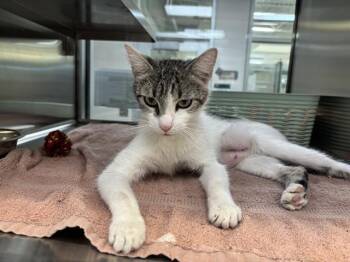 CHAR -  Domestic Short Hair Cat for Adoption in Colorado Springs, Colorado - CHAR | PetCurious