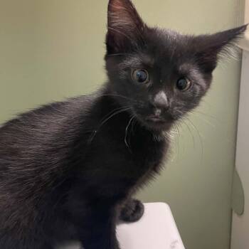 Midnight - A Tiny Panther -  Domestic Short Hair Cat for Adoption in Hamilton, Ontario - Midnight - A Tiny Panther | PetCurious