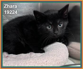 Domestic Short Hair Cats Available for Adoption in Marietta, Georgia - ZHARA | PetCurious