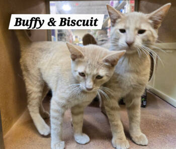 Rescue Domestic Short Hair and Tabby Cats for Adoption in San Antonio, Texas - Buffy | PetCurious